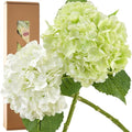 FiveSeasonStuff Real Touch Silk Hydrangea Flowers, 2 Large Long Stem Artificial Flowers for Floral Arrangements (Mixed Summer White & Spring Green) - color: Mixed Summer White + Spring Green