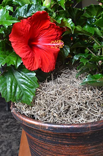 Mosser Lee ML0560 Spanish Moss, 250 Cubic Inches (Pack of 8) - size: Pack of 8