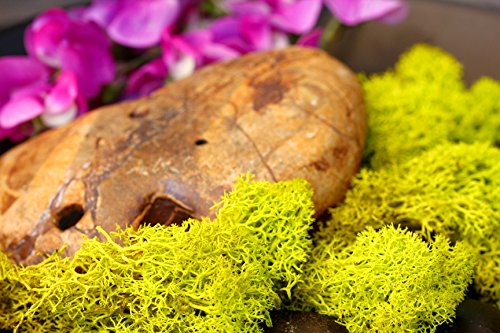 SuperMoss 59834 21497 7 Moss, Appx. 10 lb Bulk Case, Chartreuse - color: Chartreuse, size: Appx. 10 lb Bulk Case