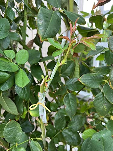 HAINANSTRY Grafting Tape 2 PCS, Stretchable Garden Grafting Tape Plants Repair Tapes for Floral Fruit Tree and Poly Budding Tape - Green & White - size: Pack of 2