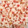 20 Pcs Artificial Lily Flower Head, Champagne | Fake Flowers Heads, Simulation Small Lily, DIY Handmade, Wedding Photography Party Home Decoration - color: Champagne