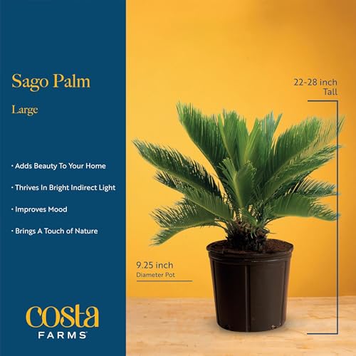 Costa Farms Sago Palm Live Plant in Decorative Pot, Easy to Maintain Large Indoor Houseplant, Perfect for Home, Room, or Office Decor, Great House Warming or Birthday Gift, 2-3 Feet Tall - style: Palm, Large (2-3 Feet Tall), in Decorative Plant Pot