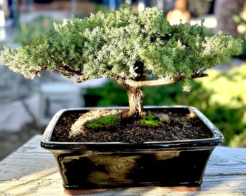 Live Dwarf Juniper Bonsai Tree 15+Years Old | Juniper or Jade Bonsai Tree | Indoor/Outdoor | 100% Handcrafted| Home and Office Décor | Best Gift for Holiday (style4) - color: Juniper Xxl