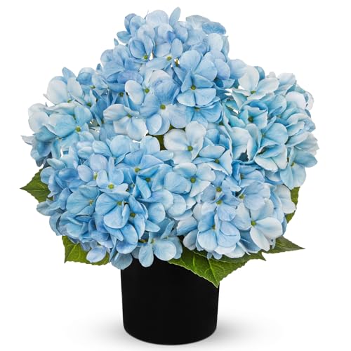 Hollyone Light Blue Hydrangea Artificial Flowers in Pots 15.7" Five-Head Faux Silk Hydranges Flower Arrangements for Indoor Home Office Kitchen Table Centerpieces Wedding Decorations - color: Light Blue, size: 5 Head Hydrangea