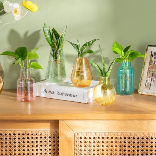Mkono Propagation Vases for Plants, Set of 5 Small Glass Jar Planters for Hydroponic Cutting Flowers, Plant Station Bud Vases for Centerpieces Home Office Decor Gift, Colorful (Plants not Included) - color: Colorful