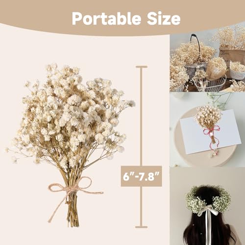 Dried Baby's Breath Bouquet, Pure White 6"-7.8" Portable Mini Gypsophila Flowers, 2000+ Natural Preserved Flowers for Wedding Home Decor DIY Crafts Vase Filler Wreath Card Making - color: White