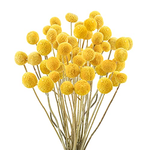 Uieke 30Pcs Natural Dried Flowers Dried Craspedia Billy Balls Flowers Billy Buttons 16" Yellow Flowers Arrangements Bouquet for Boho Farmhouse Wedding Home Vase Party DIY Decor - color: Yellow-25mm-30pcs