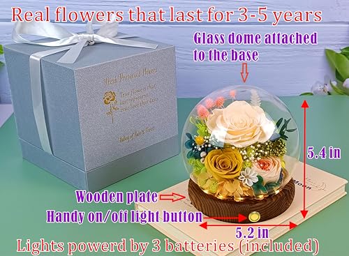 Valley of Rain & Forest Long-Lasting Real Flowers, Unique Floral Gift for You to Send Love for All Occasions, for Indoor Decoration (Champagne & Yellow Roses Arrangement) - color: Champagne Rose, Yellow Rose, Yellow Austin Rose