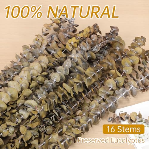 Tavkite 16 Pcs Dried Eucalyptus Stems, 17'' Natural Fresh Eucalyptus Leaves Branches Hanging for Shower, Preserved Real Yellow Plant Live for Home SPA Wall Bathroom Wedding Party Vase Decor - color: Yellow