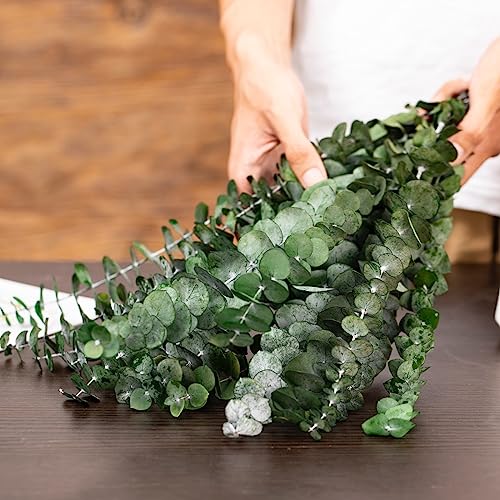 Tavkite 16 Pcs Dried Eucalyptus Stems, 17'' Natural Fresh Eucalyptus Leaves Branches Hanging for Shower, Preserved Real Plant Live Greenery for Home SPA Wall Bathroom Wedding Party Vase Decor - color: Green