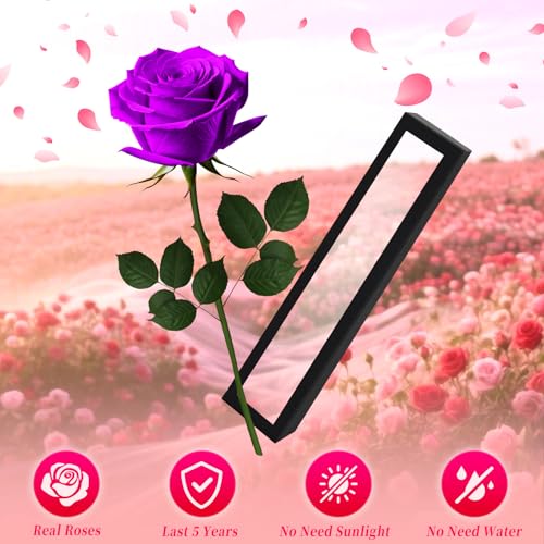 Purple Single Forever Roses in a Box,Preserved Flowers for Delivery,Preserved Rose Gifts for Women, Real Roses Gift, Mom Birthday Gifts, Mothers Day Flowers,Valentines Flowers,Presents for Her - color: PURPLE-window