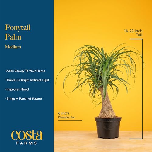 Costa Farms Ponytail Palm Live Plant in Decorative Pot, Easy to Maintain Indoor Houseplant, Perfect for Home, Room, or Office Decor, Great House Warming or Birthday Gift, 12-24 Inches Tall - style: Palm, Medium (1-2 Feet Tall), in Decorative Plant Pot