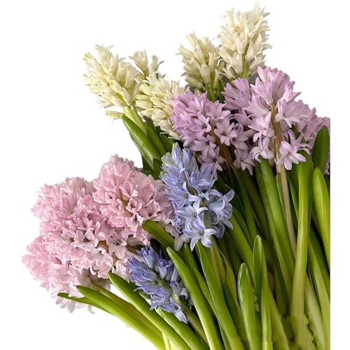 15 Stems Hyacinth Randomly Mix Colors Fresh Cut Flowers Arrangement Gifts For Home Decoration Birthdays Anniversaries Healing Sympathy Friendship and Love
