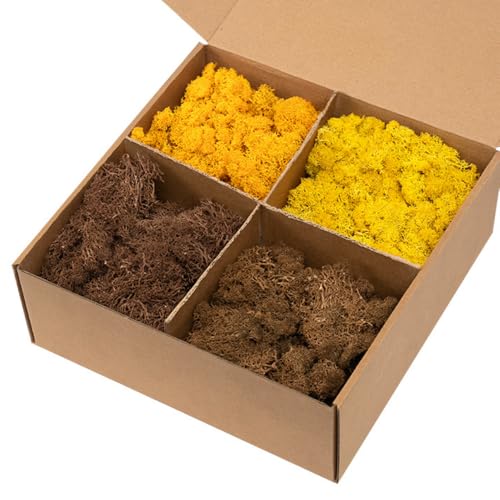 Preserved Reindeer Moss, Natural Decorative for Home Decor, DIY Crafts, Moss Wall Art, Terrariums, Floral Arrangements, Wedding & Holiday Decorations, Total 14oz (Autumn Beam) - color: Autumn Beam