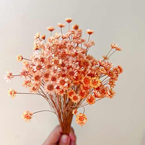 200 Stems Natural Dried Flowers Brazilian Small Star Daisy Dried Decorative Mini Chamomile Bouquet for Wedding Floral Arrangements Home Decorations Valentine's Day Gifts (Orange) - color: Orange