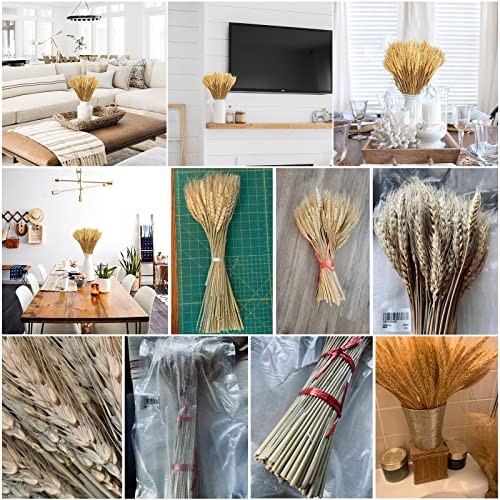 Uieke 17.7 Inches Dried Wheat Stalks, 200 Stems Dried Flowers 100% Natural Wheat for Home Kitchen Wedding Party Table Centerpiece Harvest Wreath Boho Farmhouse DIY Decoration - color: 200pcs
