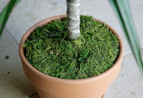 SuperMoss (26335) Moss Soil Toppers, Fresh Green, Assorted 4 Sizes - color: Fresh Green, size: 4 units: 4", 5", 6", 8"