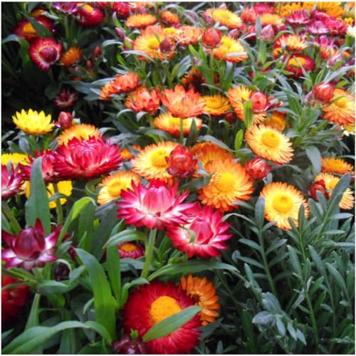 Seed Needs Strawflower Seeds for Planting Mixed Annual Cut Flowers 1 Pack - size: 1 Pack