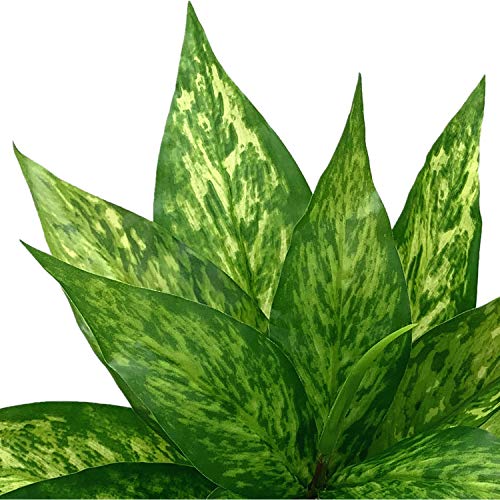 CATTREE Artificial Plants Outdoor, Fake Plant Décor Shrubs Faux Grass Plastic Leaves Greenery Bushes Home Garden Wedding Party Decorations Indoor Office Yard Verandah Planter Filler - Yellow 2 Pack - color: Magnolia Grass-yellow-2 Pack