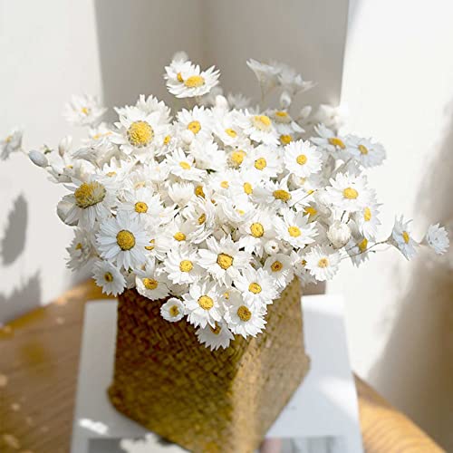 Dried Daisy Flowers Bouquet, 200+ Real Dry White Flowers with Stems, 17'' Gerber Daisies Arrangements for Wedding, Farmhouse Vase Decorations, DIY Home Party Wildflower Decor