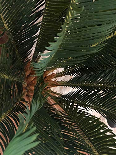 AMERIQUE Gorgeous 3 Feet Cycas Revoluta Sago Palm Tree Artificial Plant with Nursery Pot, Feel Real Technology
