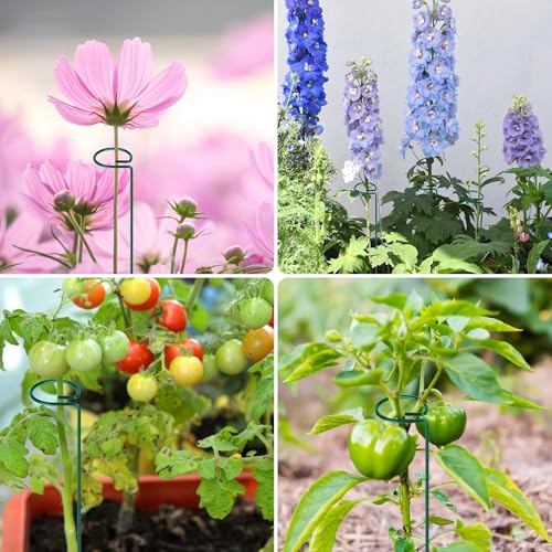 FEED GARDEN 36 Inch 12 Pack Plant Support Stakes, Metal Garden Flower Stakes and Supports for Outdoor Plants, Plant Stem Support with 24 Twist Ties for Amaryllis Lily Rose Peony Tomatoes Gladiolus - size: 36 Inch