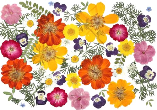 48 Pcs Mix Natural Dried Pressed Flowers for Crafts & Cake Decorating, Real Dry Flower for Cocktails, Resin Jewelry Making, DIY Art Crafts (Muticolor) - color: Muticolor