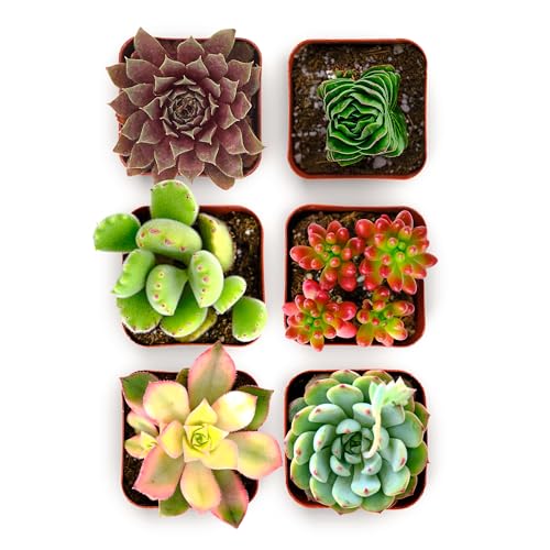 Shop Succulents Colorful Succulent Plant Pack 2" Grow Pot Pack of 6 - size: Pack of 6