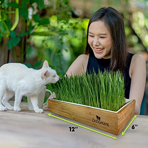 Self-Watering Cat Grass Kit – Grow Fresh, Living Cat Grass at Home in 5–7 Days | No Soil, No Mess | Organic Wheatgrass Seeds | Large Reusable Indoor Tray - color: Self Watering Cat Grass Kit