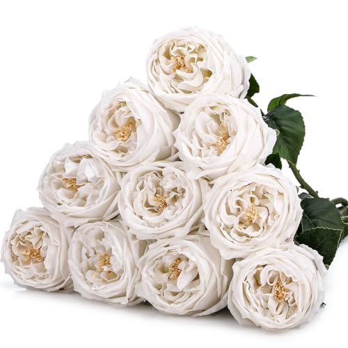 Daifunli 10pcs Real Lifelike Peonies Artificial Flowers, Faux Austin Rose with Long Stem Look Real Fake Flower for Christmas Valentines Arrangement Wedding Party Home Kitchen Decor(White) - color: White