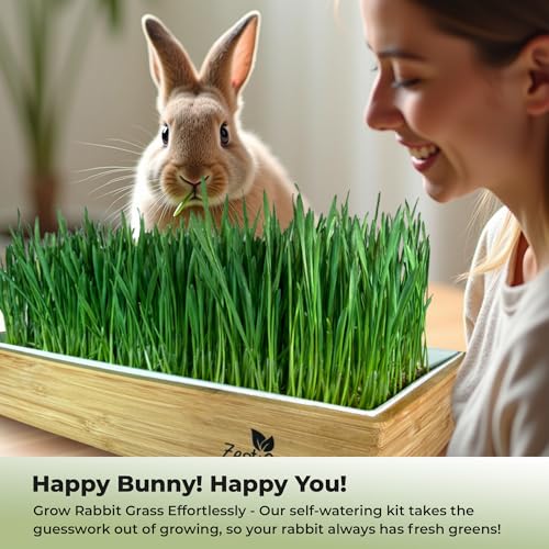 Rabbit Grass Growing Kit – Easy, Self-Watering System for Fresh, Healthy Indoor Greens - color: Rabbit Grass Kit