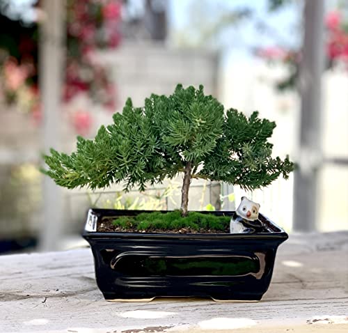 Live Dwarf Juniper Bonsai Tree 4-5years Old with Cute Ceramic Panda | Juniper or Jade Bonsai Tree | Indoor/Outdoor | 100% Handcrafted| Home and Office Décor | Best Gift for Holiday - color: Juniper Smp