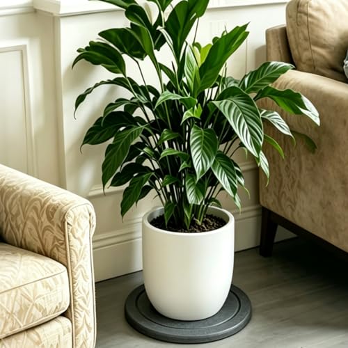 Instant Dry Diatomaceous Earth Plant Saucer, Round Stone Drip & Drainage Tray for Indoor Outdoor, Absorbent Pot Coaster, Housewarming Gift, Keep Floors Dry and Clean (4,6in,Dark Gray) - color: Dark Gray, size: 6.30 × 6.30 in