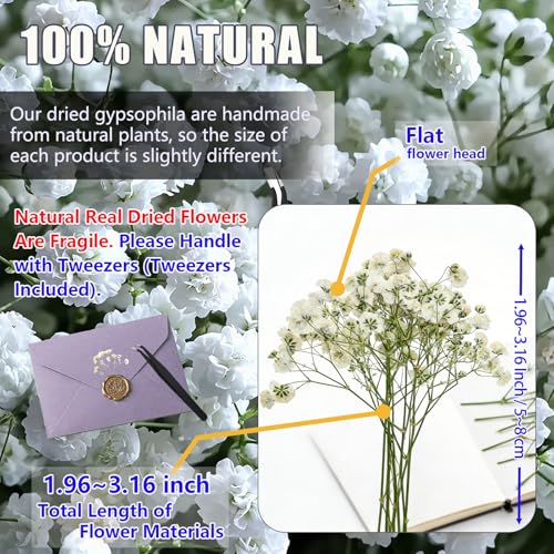 56Pcs Babys Breath Mini Dried Pressed Flowers for Crafts, Real Natural Flat White Dry Flowers Bulk for DIY Wedding Invitation, Resin Art, Card, Bookmark, Scrapbook, Jewelry, Frame, Candle, Soap Making - color: White Baby's Breath 56pcs