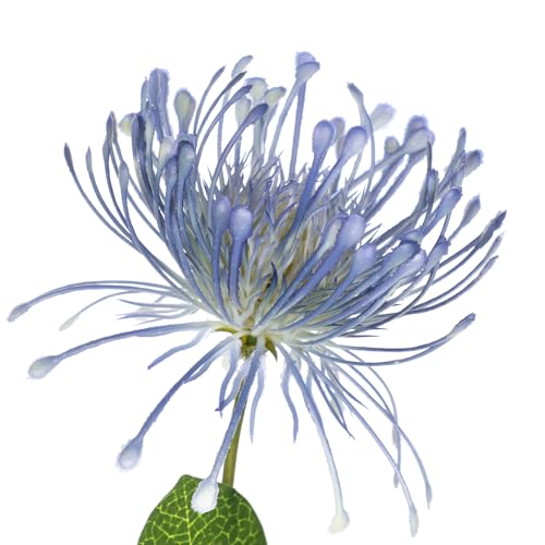 Hollyone 33" Blue Artificial Chrysanthemum Flowers 2Pcs Spider Mum Flower Arrangement Large Faux Flowers with 3 Heads Long Stem for Decoration Home Office Wedding Centerpiece Bouquet Decoration - color: Blue