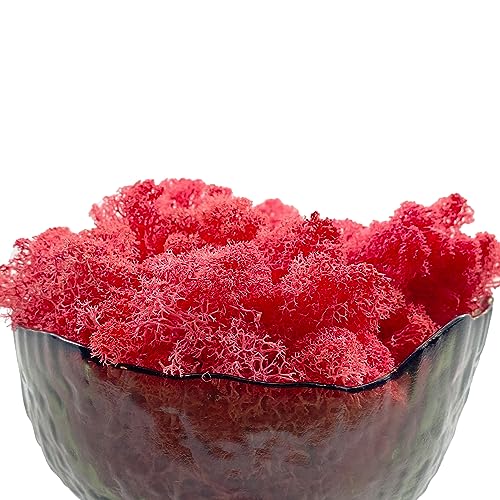 Moss Preserved Moss for Potted Plants Natural Fresh Green Reindeer Moss for Craft Arts Floral Wall Decor Decor Wedding Centerpieces Garden Artificial Terrariums Decoration for Christmas-Purple Red - color: Purplered, size: 3.5oz