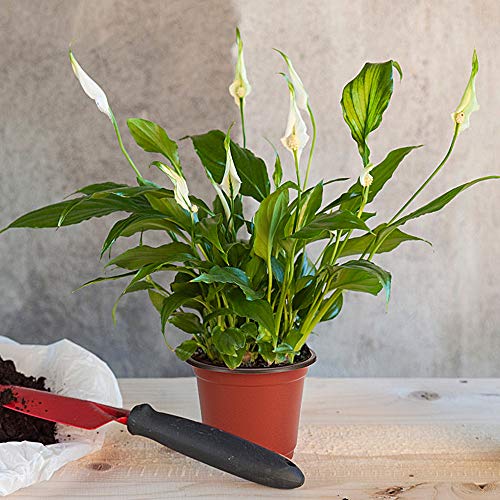 JERIA 100-Pack 4 Inch Plastic Plant Nursery Pots Come with 100 Pcs Plant Labels, Seedling Flower Plant Container and Seed Starting Pots - size: 4 Inch