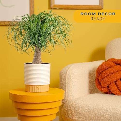 Costa Farms Ponytail Palm Live Plant in Decorative Pot, Easy to Maintain Indoor Houseplant, Perfect for Home, Room, or Office Decor, Great House Warming or Birthday Gift, 12-24 Inches Tall - style: Palm, Medium (1-2 Feet Tall), in Decorative Plant Pot
