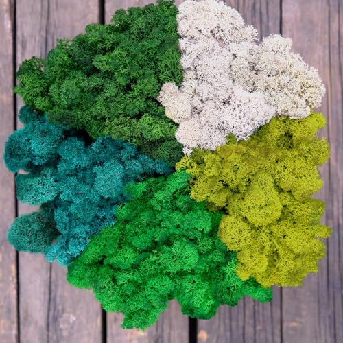 Preserved Reindeer Moss Natural Green DIY Kit Gardenning Art Wall Decor Florist Decor Easter Table Decor Wedding - color: Style-32, size: 1 lb