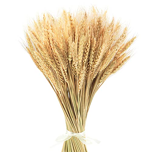 Uieke 17.7 Inches Dried Wheat Stalks, 200 Stems Dried Flowers 100% Natural Wheat for Home Kitchen Wedding Party Table Centerpiece Harvest Wreath Boho Farmhouse DIY Decoration - color: 200pcs