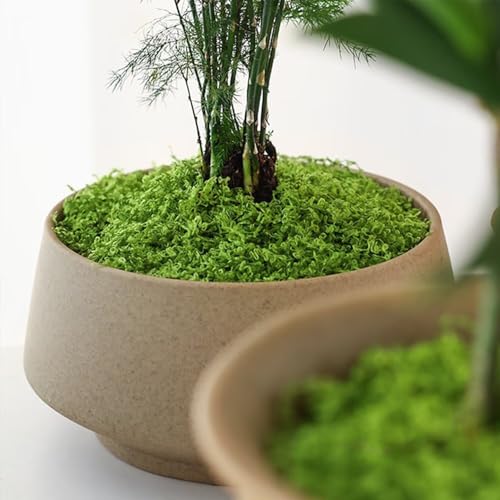 KEYUSHOP Fake Green Moss for Potted Plants 5.3 OZ Preserved Reindeer Moss Craft Decorative Artificial Moss for DIY Decorative Moss Table Centerpieces Decor Wall Art - color: Light Green 5.3 Oz