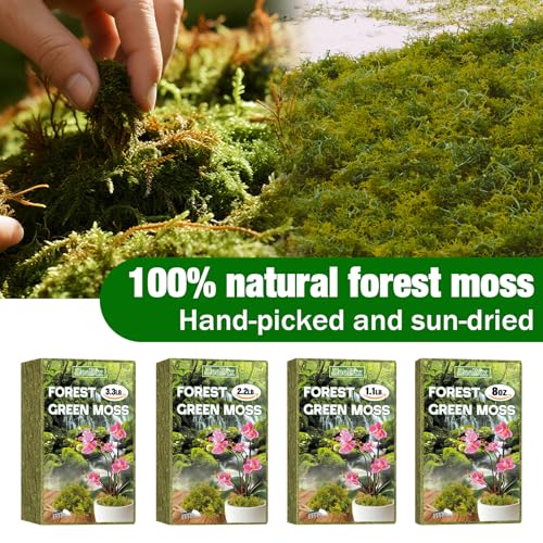 ZeeDix 1.1 lb Forest Moss for Plants Indoor - Dried Orchid Moss for Repotting, Natural Green Sphagnum Moss for Potted Plants Carnivorous Monstera Succulents Crafts Reptile Habitat (Expands to 25 qt) - color: 1.1LB