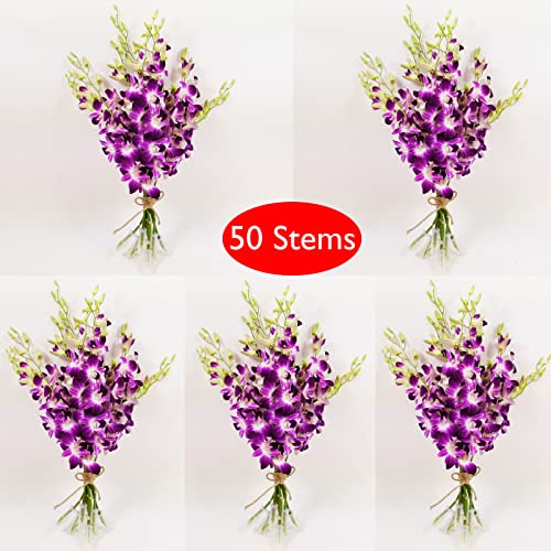 Athena’s Garden Fresh Cut Purple Orchids Flowers 50 Stems Dendrobium Orchids Sonia Fresh Flowers - size: 5 Bunches (50 Stems)