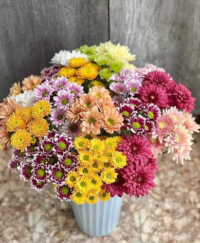 20 Stems Fresh Cut Random Mixed Color Daisy Flowers Long Blooming Period Hydroponic Flower Arrangement Suitable For Home Decoration Birthday, anniversary Healing Sympathy Friendship and Love