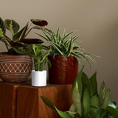 D'vine Dev 2 Pack 4.5 Inch Modern Plastic Plant Pots, Small Garden Planters for Plant with Drainage Holes and Saucers, White Color, 74-Z-F-1 - size: 4.5"