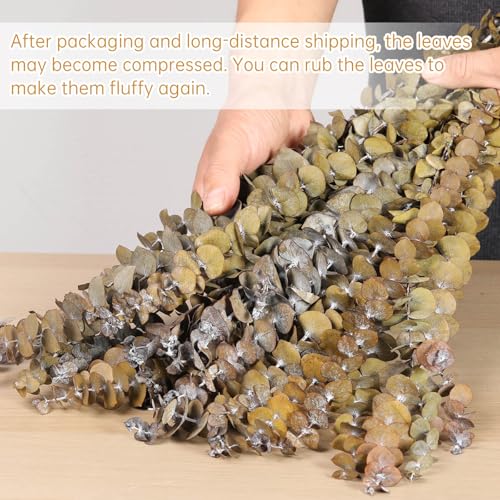 Tavkite 16 Pcs Dried Eucalyptus Stems, 17'' Natural Fresh Eucalyptus Leaves Branches Hanging for Shower, Preserved Real Yellow Plant Live for Home SPA Wall Bathroom Wedding Party Vase Decor - color: Yellow