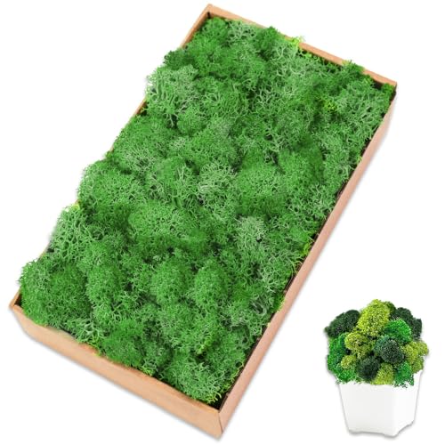 Preserved Reindeer Moss, 7 oz Green Decorative Craft Moss for Potted Plants, Fairy Gardens, DIY Wall Art, Floral Arrangements, Christmas Easter Wedding Holiday Decor - color: Green, size: 7 OZ