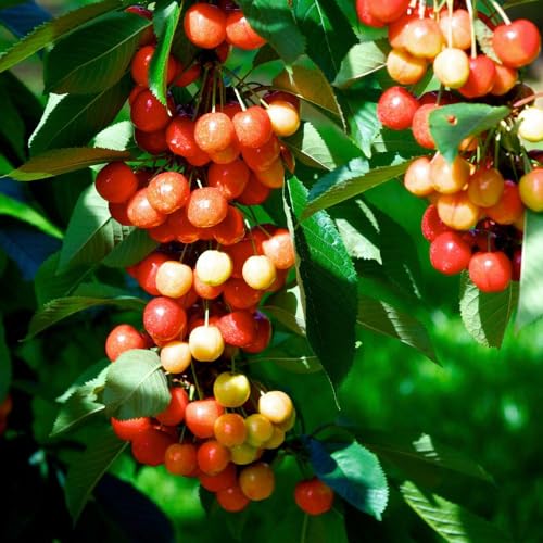 Brighter Blooms Rainier Cherry Tree, 4-5 ft. | No Shipping to AK, AZ, CA, CO, HI, ID, OR, WA - size: 4-5 ft.