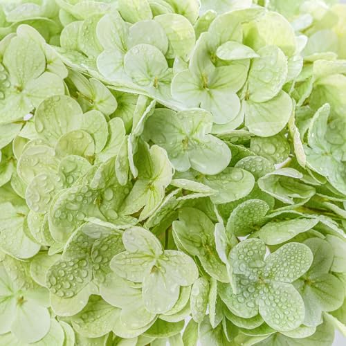 3pcs Hydrangeas Artificial Flowers 21-Inch Hydrangea Artificial Flowers Realistic Hydrangea Lifelike Hydrangea Artificial Flowers Floral Decorations Realistic Hydrangea Fake Hydrangeas - color: Light Green