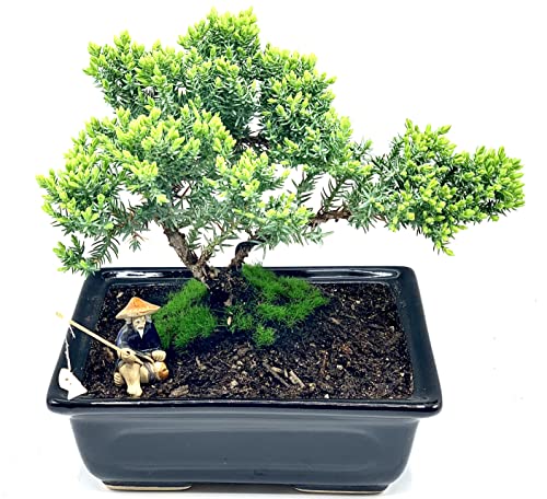 Live Dwarf Juniper Bonsai Tree About 6 Years Old with Cute Ceramic Fisherman | Juniper Bonsai Tree | Indoor/Outdoor | 100% Handcrafted| Home and Office Décor | Best Gift for Holiday - color: Juniper Smf
